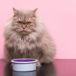 Article quantité nourriture chat