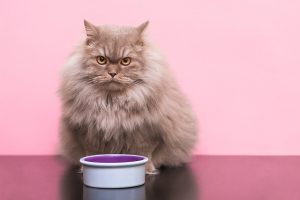 Article quantité nourriture chat