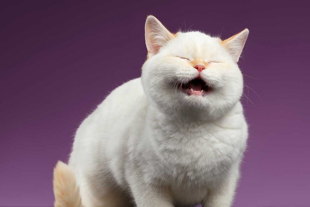 Mon Chat Miaule En Regardant Le Plafond Mon chat miaule la nuit sans raison ? 7 Solutions concrètes