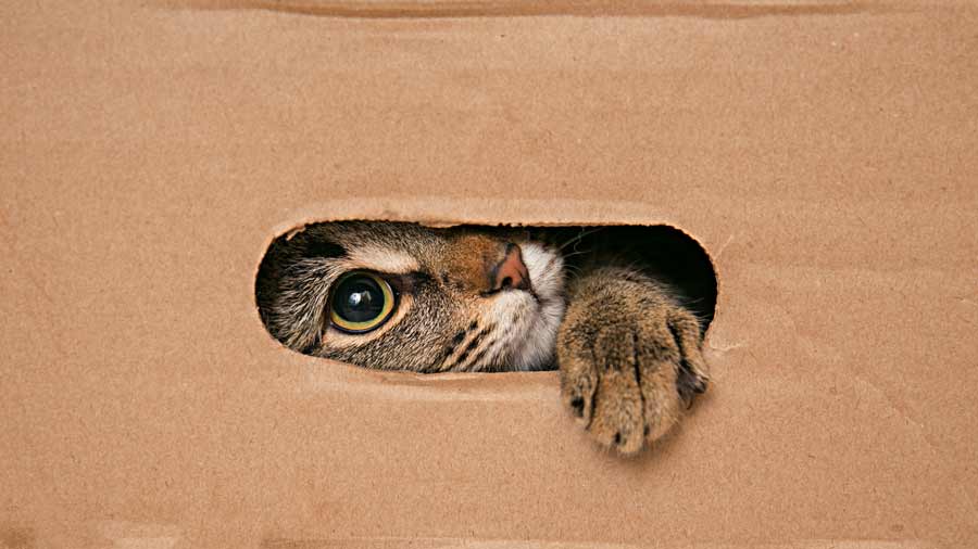 chat carton déménagement