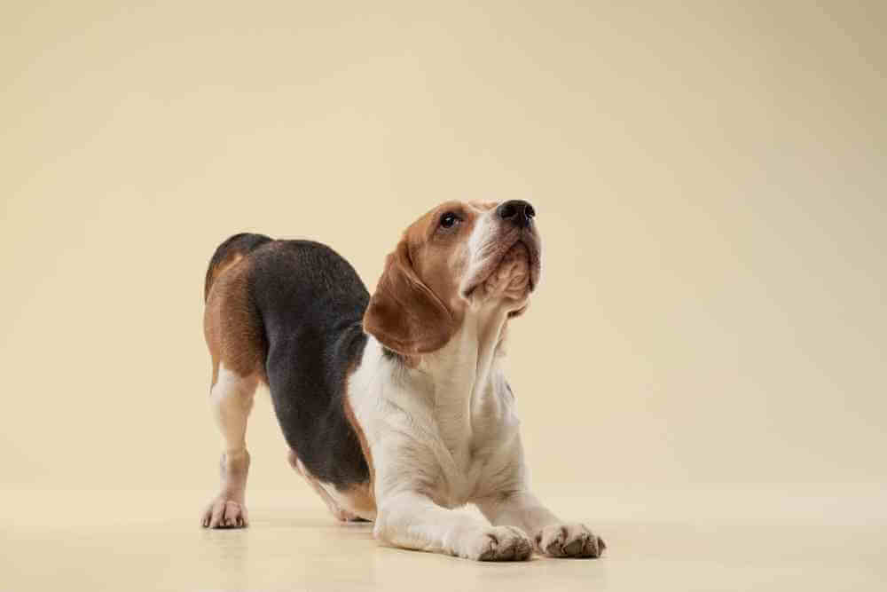 Race de chien Beagles