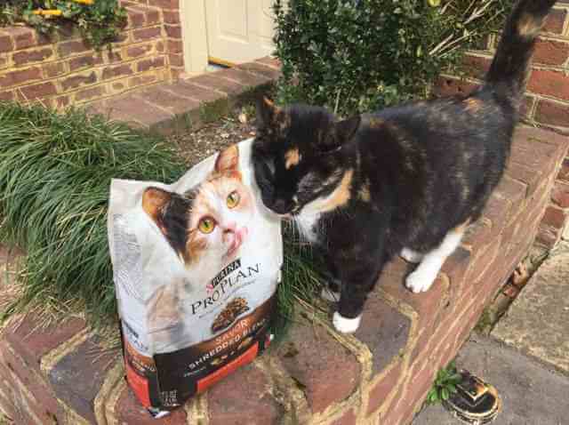 paquet purina pro plan chat