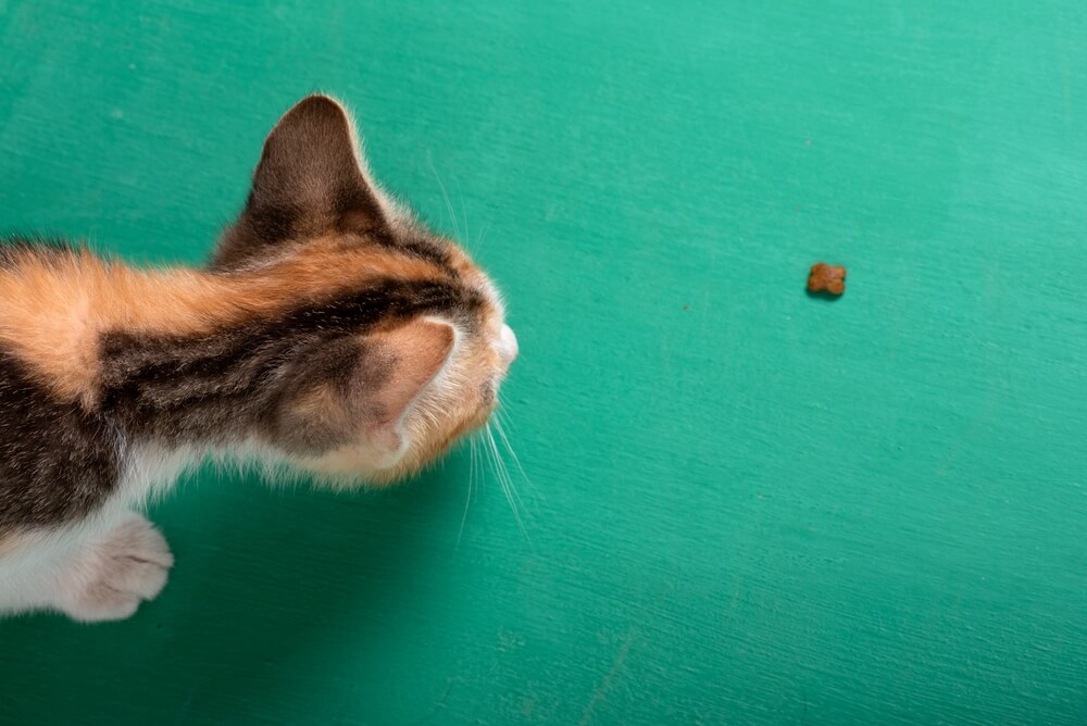 transition-croquettes-chats