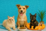 Alimentation Chien Chats été