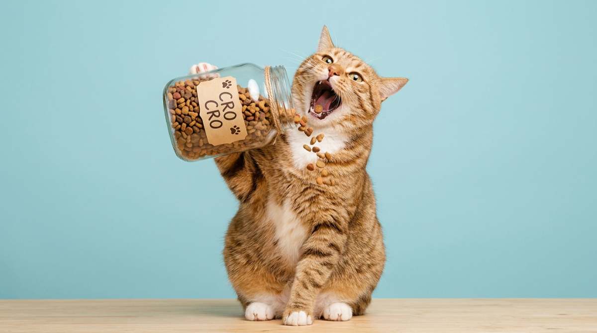 image d'un chat qui mange des croquettes à volonté
